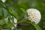 Common ninebark